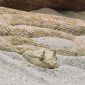 Estudo revela segredo da supervelocidade de cobras que habitam desertos arenosos