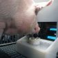 'Não é pouca coisa': cientistas ensinam porcos a jogar videogame com os focinhos