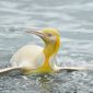 Fotógrafo captura imagens de um pinguim amarelo “nunca visto antes”