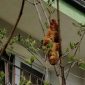 Criatura misteriosa em árvore que assustou moradores em cidade da Polônia era croissant
