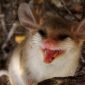 O desafio de se preservar marsupial 'fofo' e misterioso descoberto na Austrália