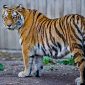 Tigre-siberiano ataca fazendeiro e amassa carro em vilarejo na China