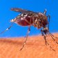 Infecção por dengue cai 77% em teste com bactéria em mosquito Aedes Aegypti