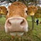 "Elas vêm aí!": ruas de Los Angeles são invadidas por 40 vacas que fugiam de matadouro