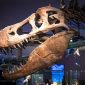Dinossauro paulista: fóssil de cerca de 65 milhões de anos paralisa obras de rodovia