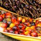 Biodiesel de óleo de palma ameaça floresta tropical e polui mais que diesel