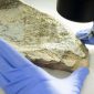 Humanos misteriosos fabricaram essas ferramentas de osso há 1,5 milhão de anos