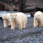 Cientistas ficam cercados por ursos polares no Ártico por uma semana