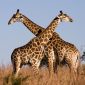 Girafas entram para a lista de animais ameaçados de extinção