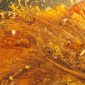 Descoberta prova surpreendente de que dinossauros tinham penas