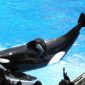 Morreu Tilikum, a orca que matou a treinadora em 2010