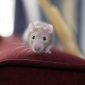 Cientista brasileiro descobre 'botão' que ativa instinto predatório em camundongos