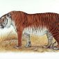 Espécie extinta de tigre está prestes a voltar à vida